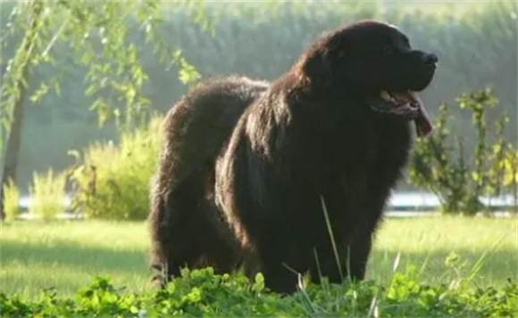 纽芬兰犬两个月特征