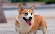 今年什么狗最火