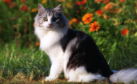 挪威森林猫幼猫多少钱一只