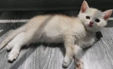 小猫还没睁眼就被扔了,女孩收养一个月后,有人出高价要买它 小猫还没睁眼就被扔了,女孩收养一个月后,有人出高价要买它