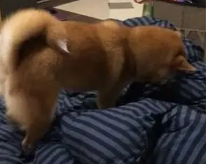 女主买了一套新的羽绒被回来,柴犬以为是礼物,自己铺床睡超爽! 女主买了一套新的羽绒被回来,柴犬以为是礼物,自己铺床睡超爽!