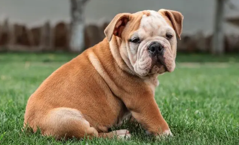 新手怎么养好斗牛犬 新手怎么养好斗牛犬