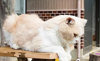 别人自家养的猫算后院猫吗