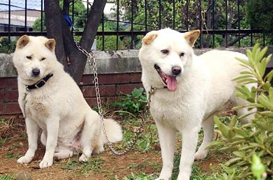 珍岛犬是烈性犬吗
