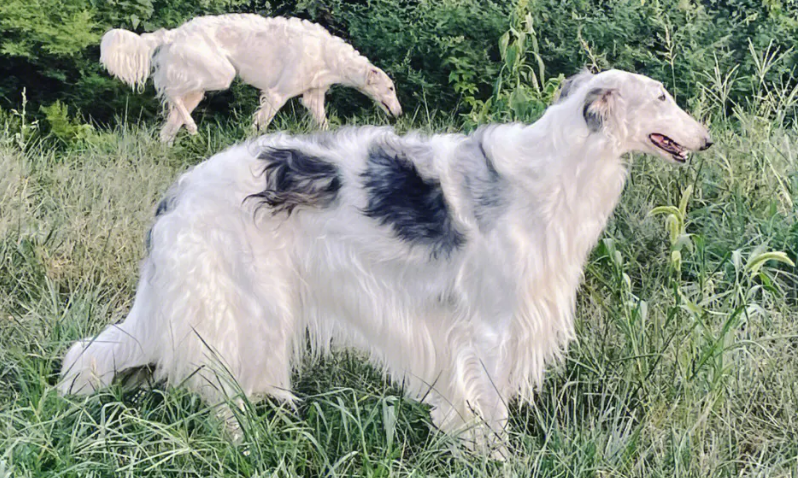  俄罗斯猎狼犬守护神寓意