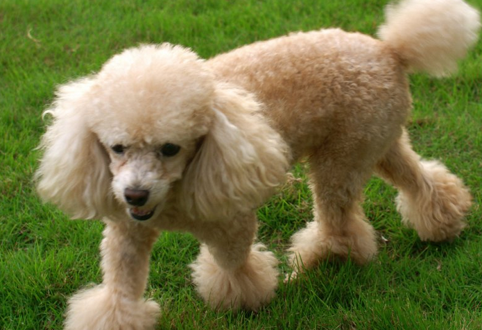 贵妇人狗是什么品种