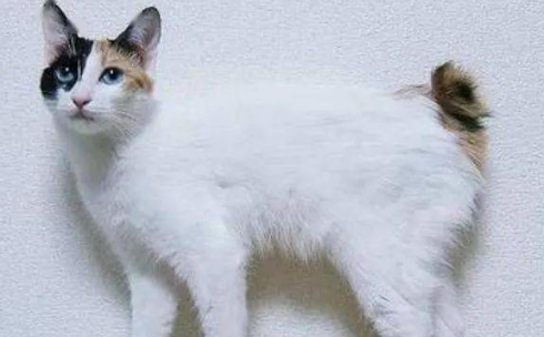 马恩岛猫守护神 马恩岛猫守护神