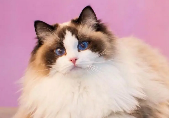 长得像公主的猫叫什么 长得像公主的猫叫什么
