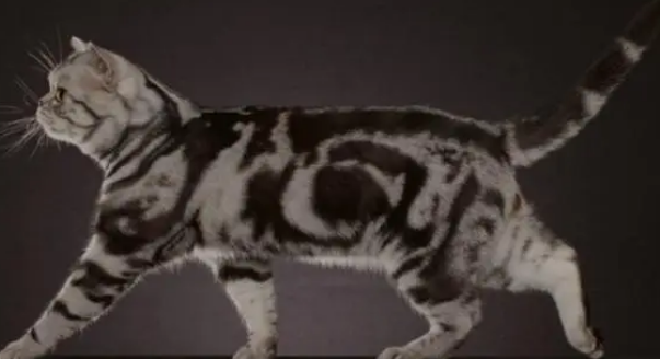 看人类强轩猫的 看人类强轩猫的