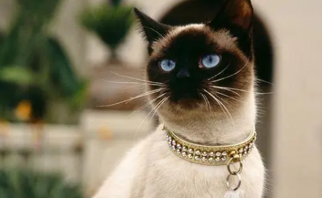 越养越黑的猫叫什么猫 越养越黑的猫叫什么猫