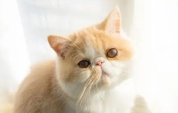 悬赏猫改名字了吗现在叫什么 悬赏猫改名字了吗现在叫什么