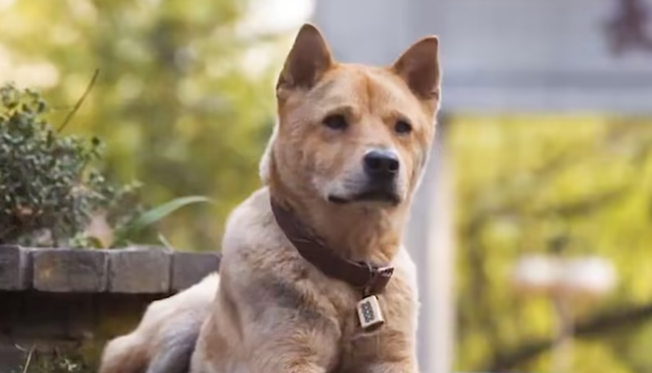 演忠犬八公的狗现在哪 演忠犬八公的狗现在哪
