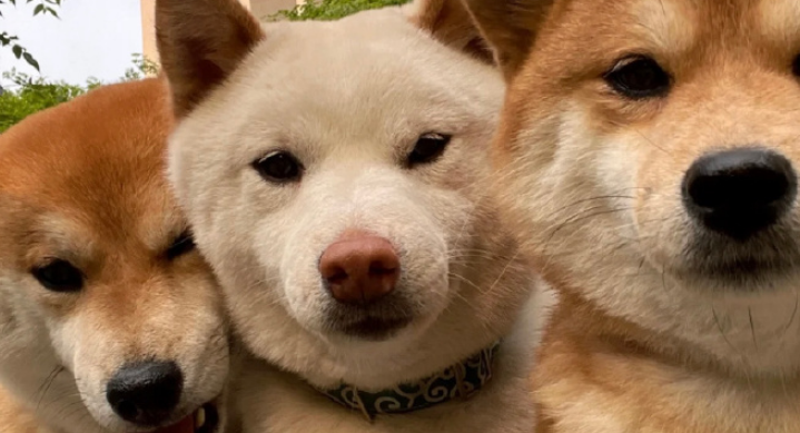 柴犬起源于中国还是日本 柴犬起源于中国还是日本