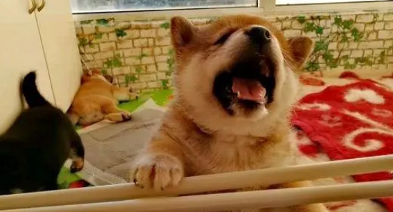 柴犬模仿能力真的很强,看到妈妈这么出去的,它们也开始模仿 柴犬模仿能力真的很强,看到妈妈这么出去的,它们也开始模仿