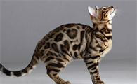 虎纹猫长什么样图片大全