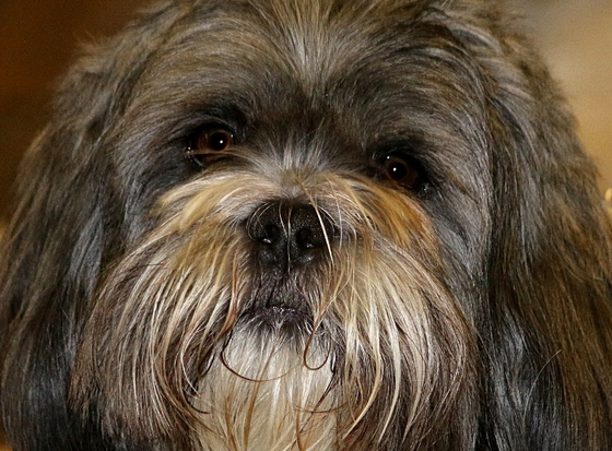 拉萨犬的体型形态特征