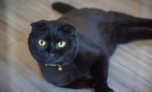世界上最贵的猫