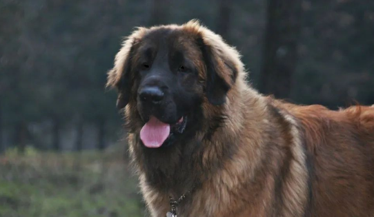 百科 | 兰伯格犬,拥有温柔灵魂的“狮子王” 百科 | 兰伯格犬,拥有温柔灵魂的“狮子王”