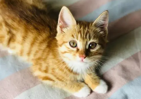 后院猫三件套的危害