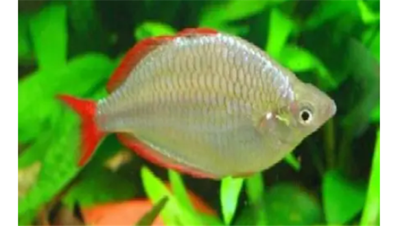 美人鱼生小宝宝饲养