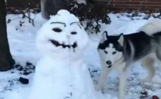 哈士奇被主人堆的雪人丑到了,于是直接把雪人给拆了 哈士奇被主人堆的雪人丑到了,于是直接把雪人给拆了