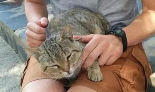 流浪猫在酒店蹭吃蹭喝5年,直到遇到一名住店的男子,从此有了家 流浪猫在酒店蹭吃蹭喝5年,直到遇到一名住店的男子,从此有了家