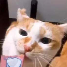 塑料姐妹情?橘猫和姐姐好的如胶似漆,面对食物“六亲不认” 塑料姐妹情?橘猫和姐姐好的如胶似漆,面对食物“六亲不认”