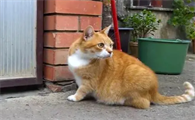 猫在家门口拉屎预兆