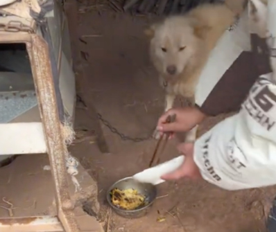 网友做饭被妈妈吐槽狗都不吃,倒狗碗后它真一脸嫌弃:给我下毒? 网友做饭被妈妈吐槽狗都不吃,倒狗碗后它真一脸嫌弃:给我下毒?