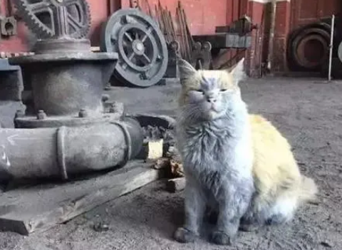 猫咪的魅力真大!一只脏脏猫,竟然吸引游客不远千里来看猫 猫咪的魅力真大!一只脏脏猫,竟然吸引游客不远千里来看猫
