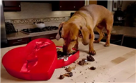 犬科能不能吃巧克力