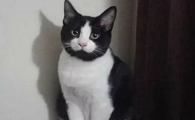 吊面猫很关心你