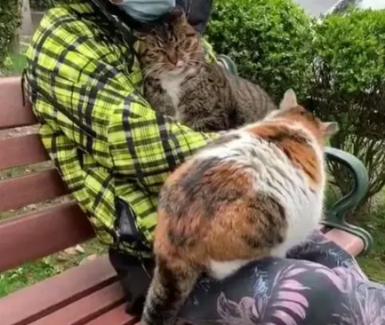 2只流浪猫争宠,男子惨被殃及“池鱼”,网友:叫你雨露均沾了吧 2只流浪猫争宠,男子惨被殃及“池鱼”,网友:叫你雨露均沾了吧