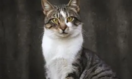 狸花白肚子是啥猫