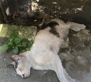 母爱！猫妈“脊椎断裂”无法动弹，却在听到小猫叫声后努力抬头