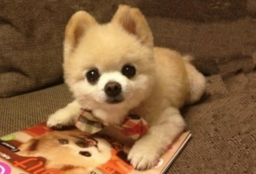 俊介犬最大长到几斤 俊介犬最大长到几斤