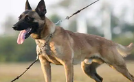 马里努阿犬多少钱一条