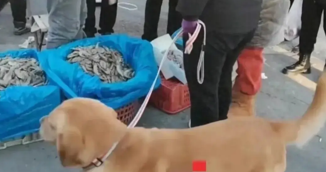 金毛尿在虾筐里,大姐拒不赔偿?事件最新进展让你大跌眼镜! 金毛尿在虾筐里,大姐拒不赔偿?事件最新进展让你大跌眼镜!