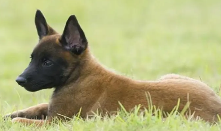 马犬与黑狼犬的优缺点