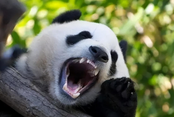 都说大熊猫的实力被低估了,那它在猛兽中到底是什么段位的? 都说大熊猫的实力被低估了,那它在猛兽中到底是什么段位的?