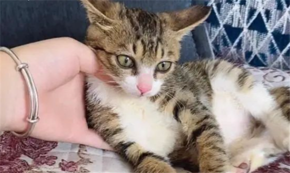 在家里养猫卖猫属于经营吗