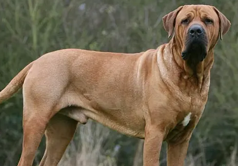 土佐犬幼犬多少钱一只 土佐犬幼犬多少钱一只