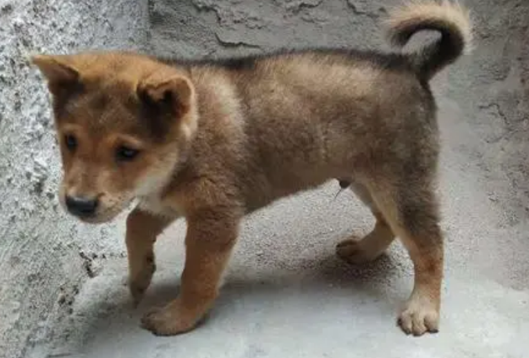 什么狗守家比较好 什么狗守家比较好