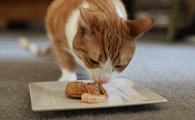 猫饿急了会怎样