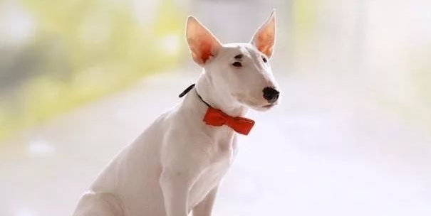牛头梗犬的介绍 牛头梗犬的介绍