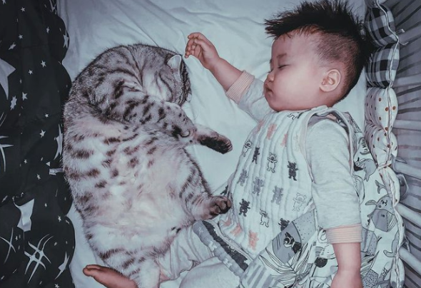 猫保姆累瘫,翻肚熟睡在宝宝身边:培养小奴才不容易啊... 猫保姆累瘫,翻肚熟睡在宝宝身边:培养小奴才不容易啊...