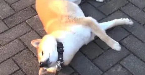 一只9岁的柴犬散步回来后,主人快要被它气哭了 一只9岁的柴犬散步回来后,主人快要被它气哭了