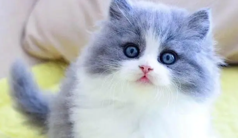 猫咪闹猫是什么意思