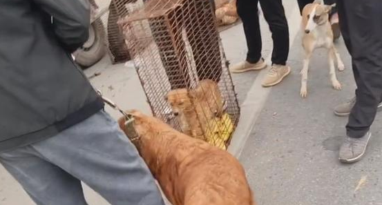 眼瞅即将进笼,金毛拼死抵在笼口终让主人转意 眼瞅即将进笼,金毛拼死抵在笼口终让主人转意