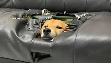 柴犬没有狗窝,它把沙发给“改造”了,网友看到后直接怒了 柴犬没有狗窝,它把沙发给“改造”了,网友看到后直接怒了
